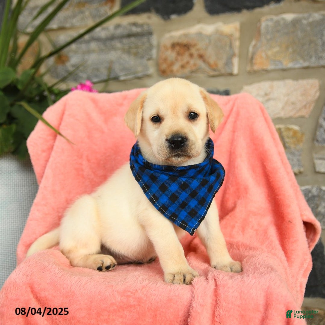 Labrador Retriever dogs for sale: Brie - Image 4