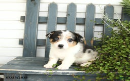 Welsh Corgi Pembroke dogs for sale: Jasper - Image 5