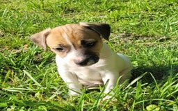 Jack Russell Terrier dogs for sale: Penny Female JRT - Image 5