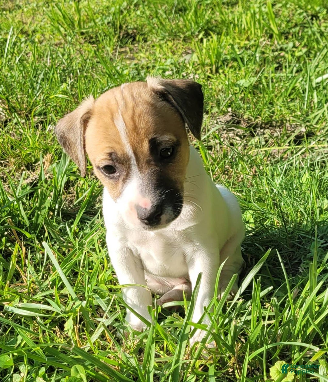 Jack Russell Terrier dogs for sale: Penny Female JRT - Image 5