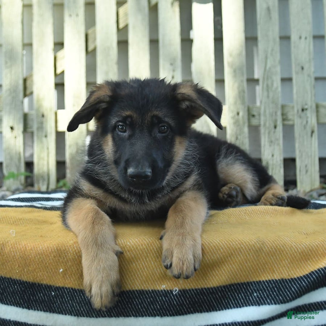 German Shepherd dogs for sale: Meadow - Image 4