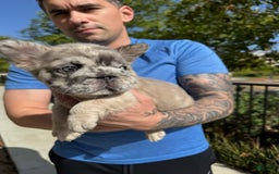 French Bulldog dogs for sale: Popeye - Image 3
