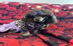 Maltipoo dogs for sale: Sweet Pea - Image 22