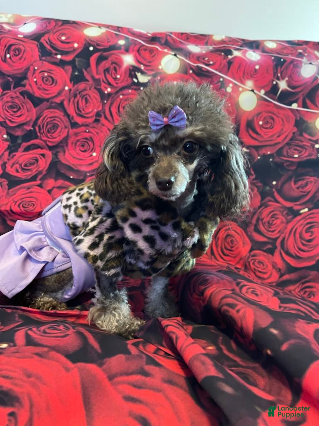 Maltipoo dogs for sale: Sweet Pea - Image 22