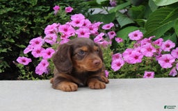 Dachshund dogs for sale: Princess - Image 13