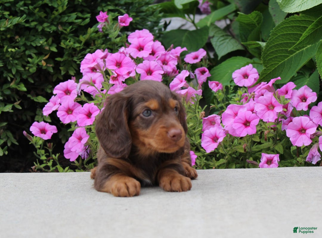 Dachshund dogs for sale: Princess - Image 13
