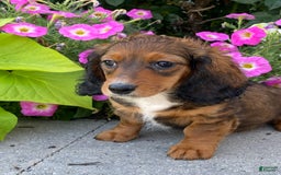 Dachshund dogs for sale: Dixie - Image 8