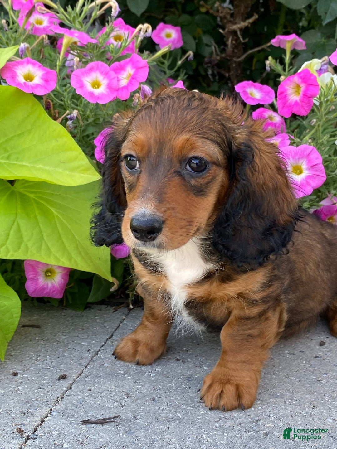 Dachshund dogs for sale: Dixie - Image 8