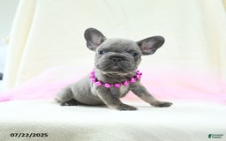 French Bulldog dogs for sale: Esme Akc - Image 5