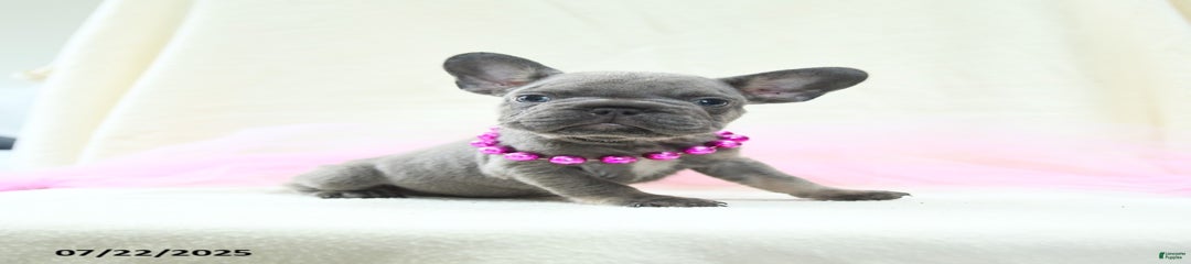 Esme Akc