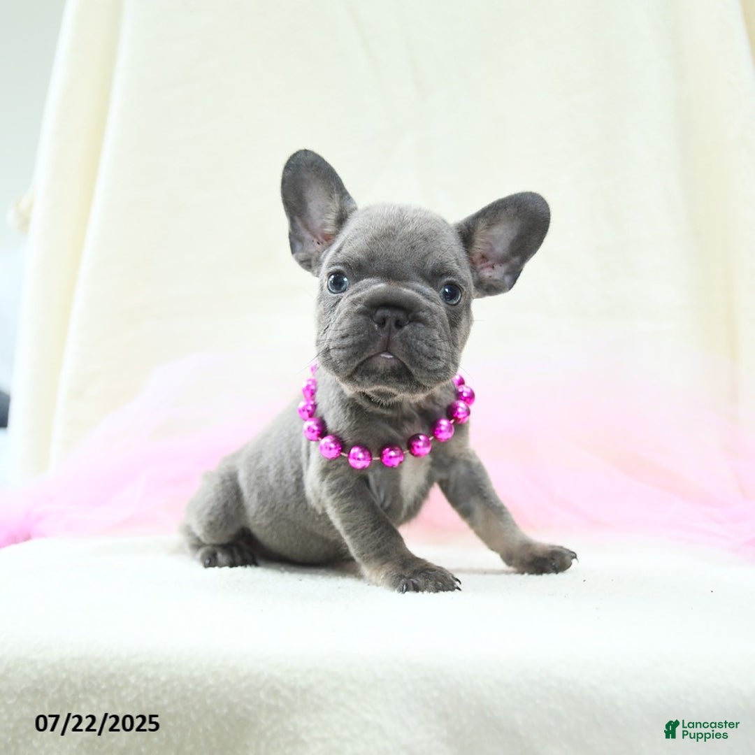 French Bulldog dogs for sale: Esme Akc - Image 5