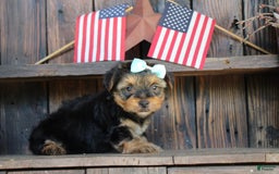 Yorkshire Terrier dogs for sale: Drew - Image 5