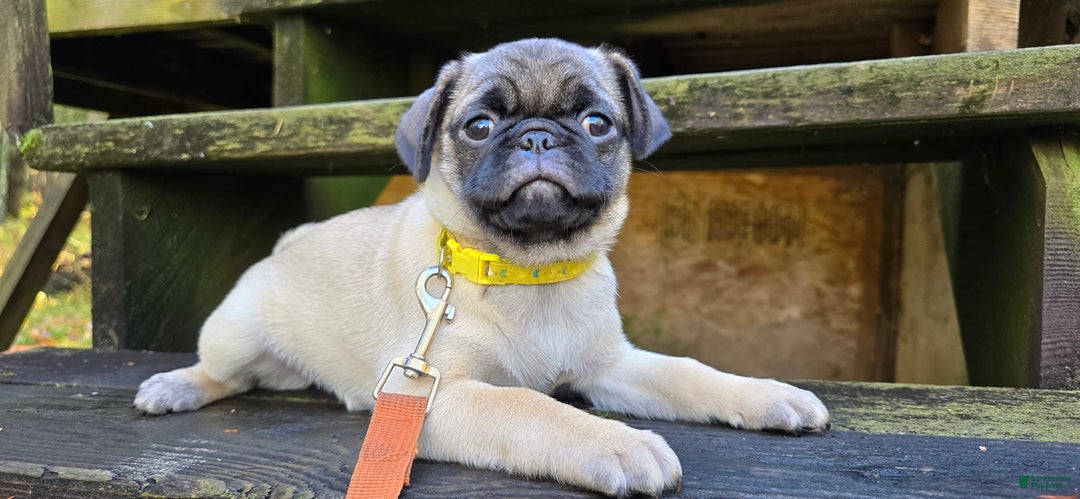 Pug dogs for sale: Dwight - Image 22
