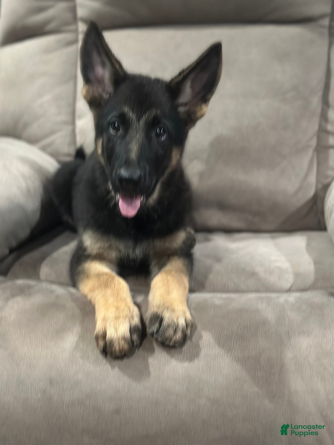 German Shepherd dogs for sale: N/a - Image 2