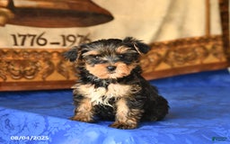 Yorkshire Terrier dogs for sale: Fudge - Image 2