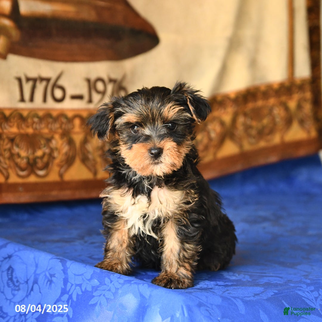 Yorkshire Terrier dogs for sale: Fudge - Image 2