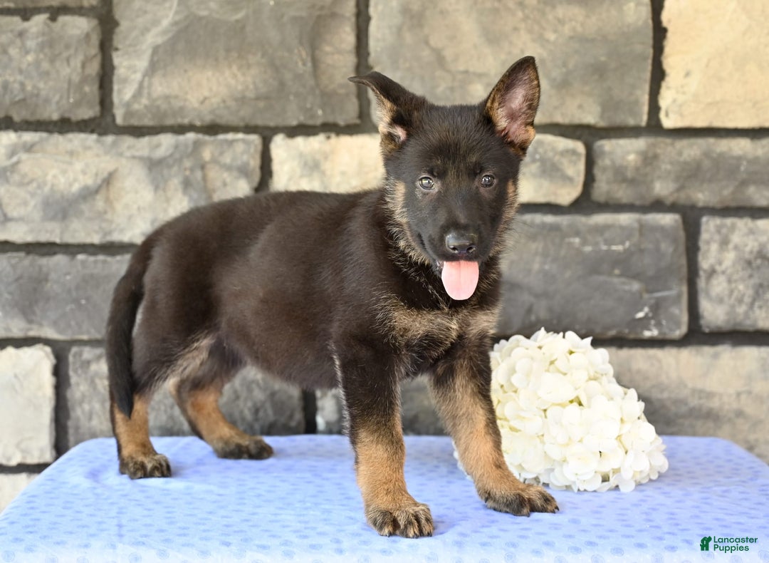 German Shepherd dogs for sale: Marshall - Image 2