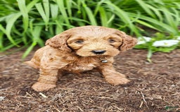 Miniature Poodle dogs for sale: Milo - Image 3