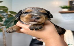 Mini Goldendoodle dogs for sale: Baylor - Image 2