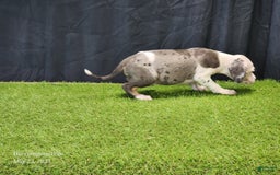 Catahoula Leopard Dog dogs for sale: Diamond 2025 F1 - Image 5
