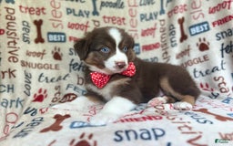 Miniature Australian Shepherd dogs for sale: Nugget - Image 1