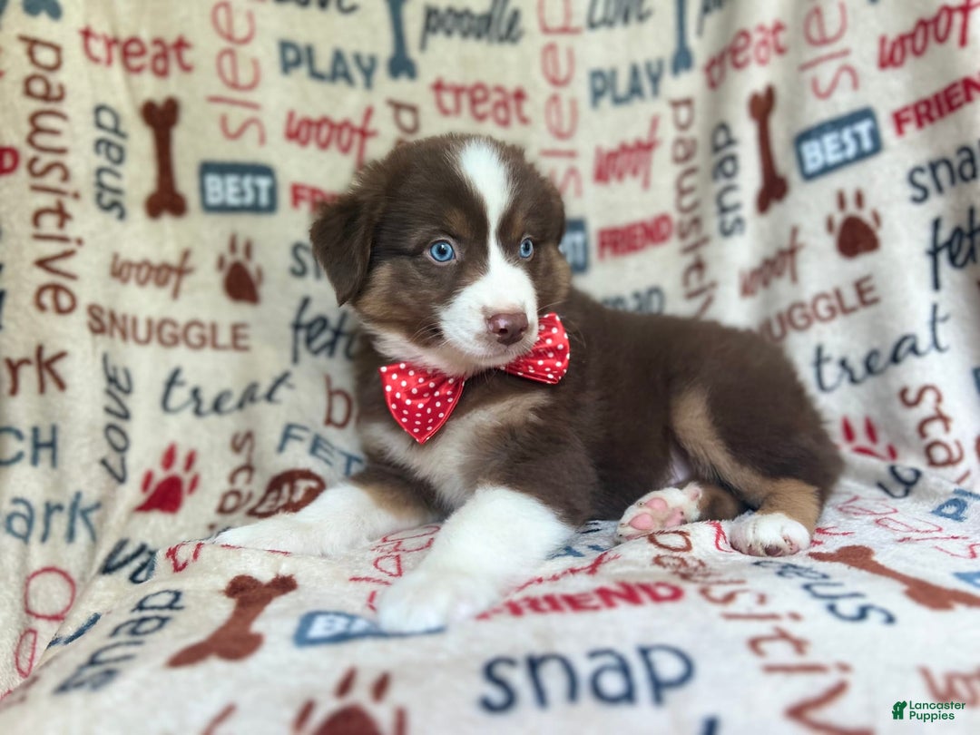 Miniature Australian Shepherd dogs for sale: Nugget - Image 1