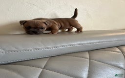 American Bully dogs for sale: Bob - Image 2