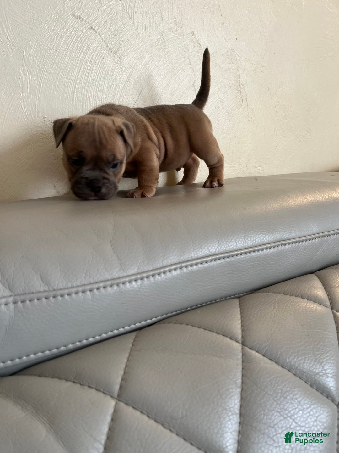 American Bully dogs for sale: Bob - Image 2