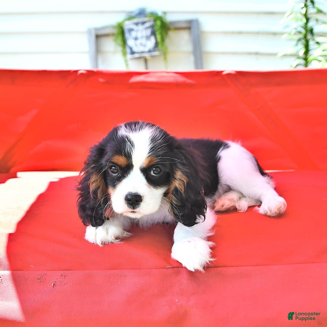 Cavalier King Charles Spaniel dogs for sale: Lilly - Image 8
