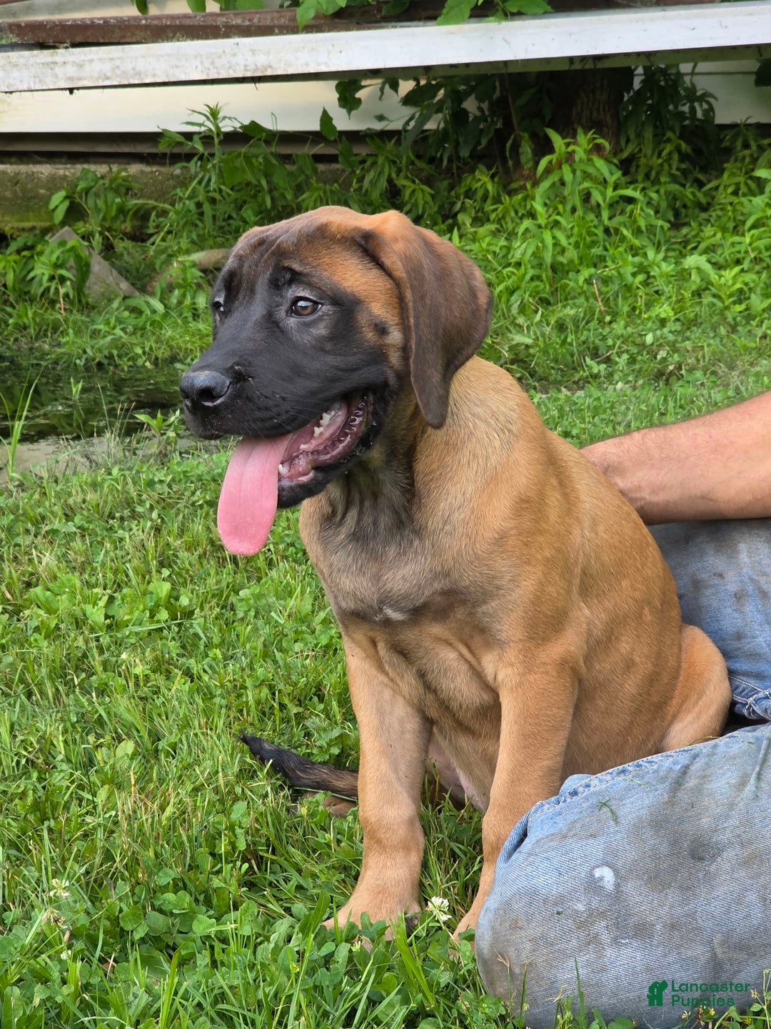 English Mastiff dogs for sale: Zeva - Image 1