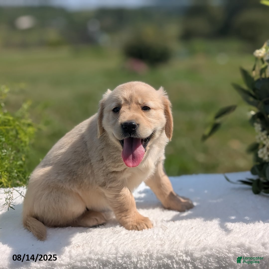 Golden Retriever dogs for sale: Macy - Image 2