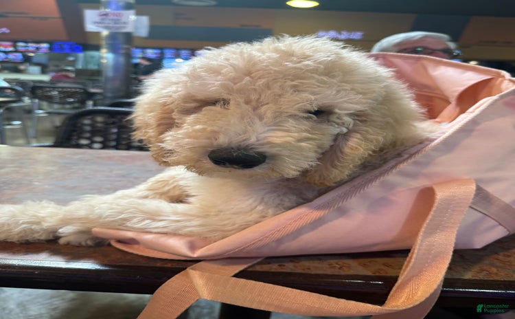Standard Poodle dogs for sale - Ad 2