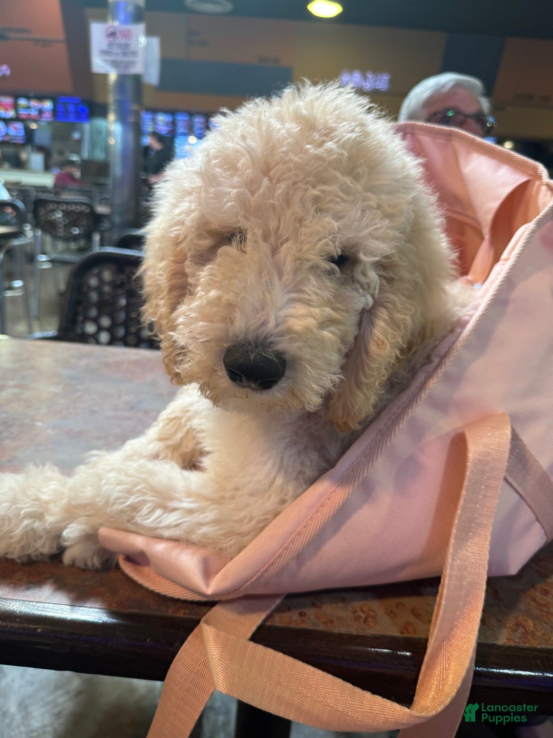 Standard Poodle dogs for sale: Dudong - Image 1