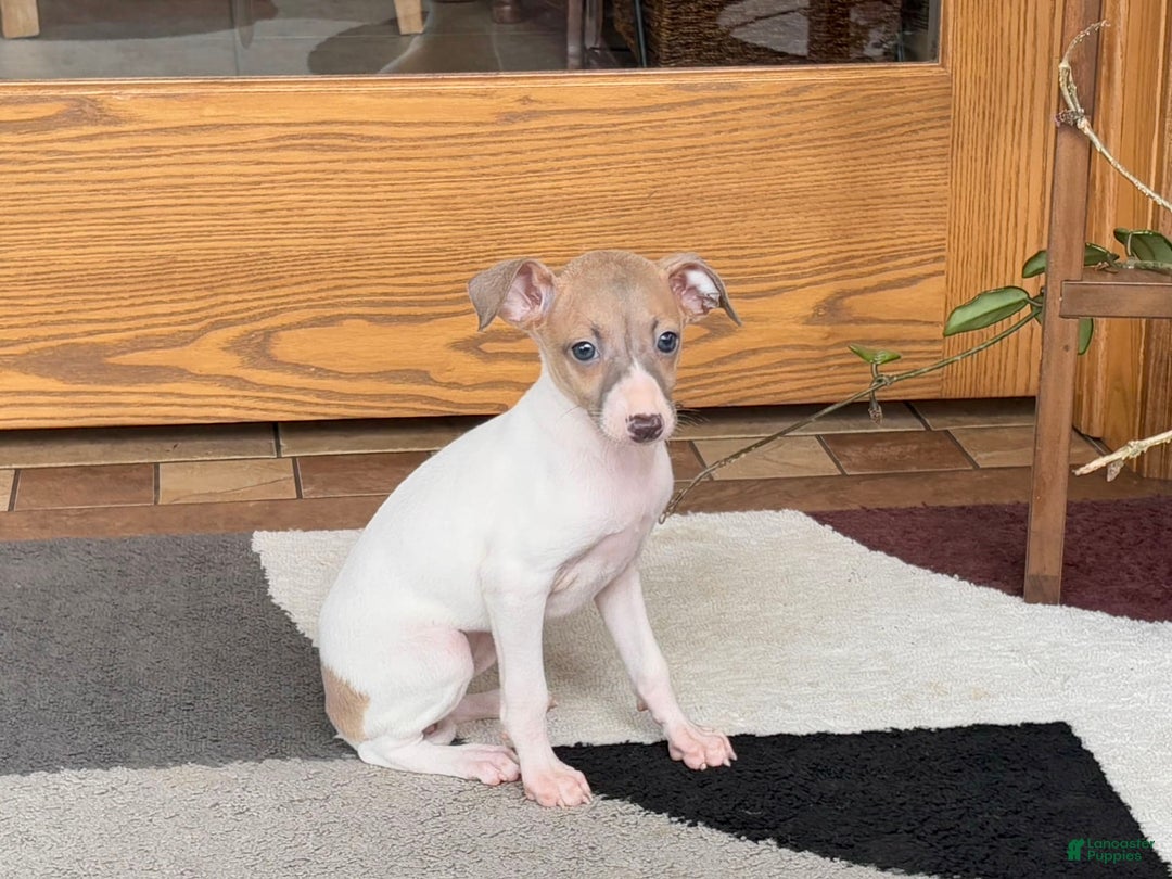 Italian Greyhound dogs for sale: Noel - Image 6
