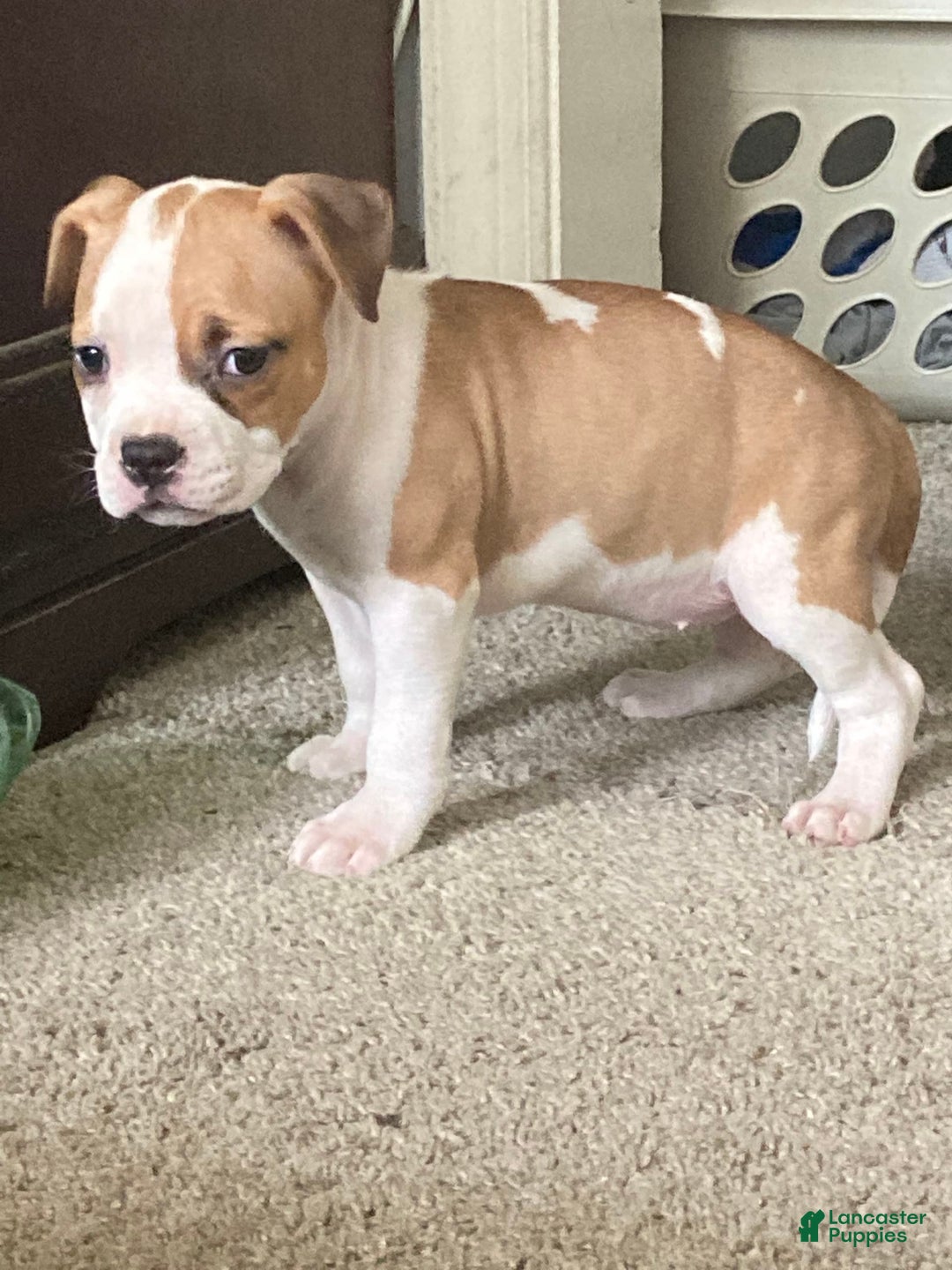 American Bully dogs for sale: Buffy - Image 2