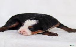 Mini Bernedoodle dogs for sale: Marley - Image 5