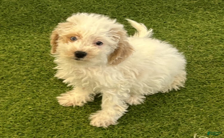 Bichpoo dogs for sale - Ad 5
