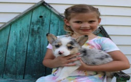 Welsh Corgi Pembroke dogs for sale: Lexi - Image 6