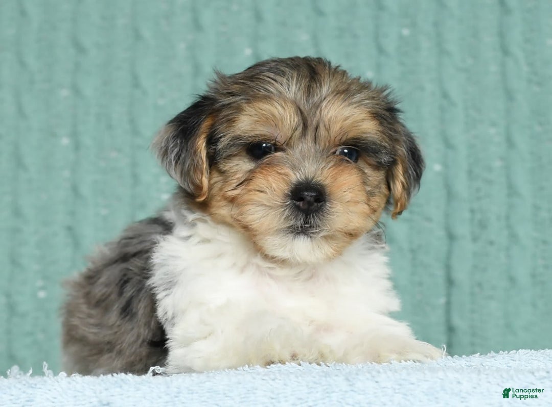 Yorkiepoo dogs for sale: Baxter - Image 9