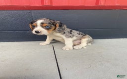 Beaglier dogs for sale: Alec - Image 3
