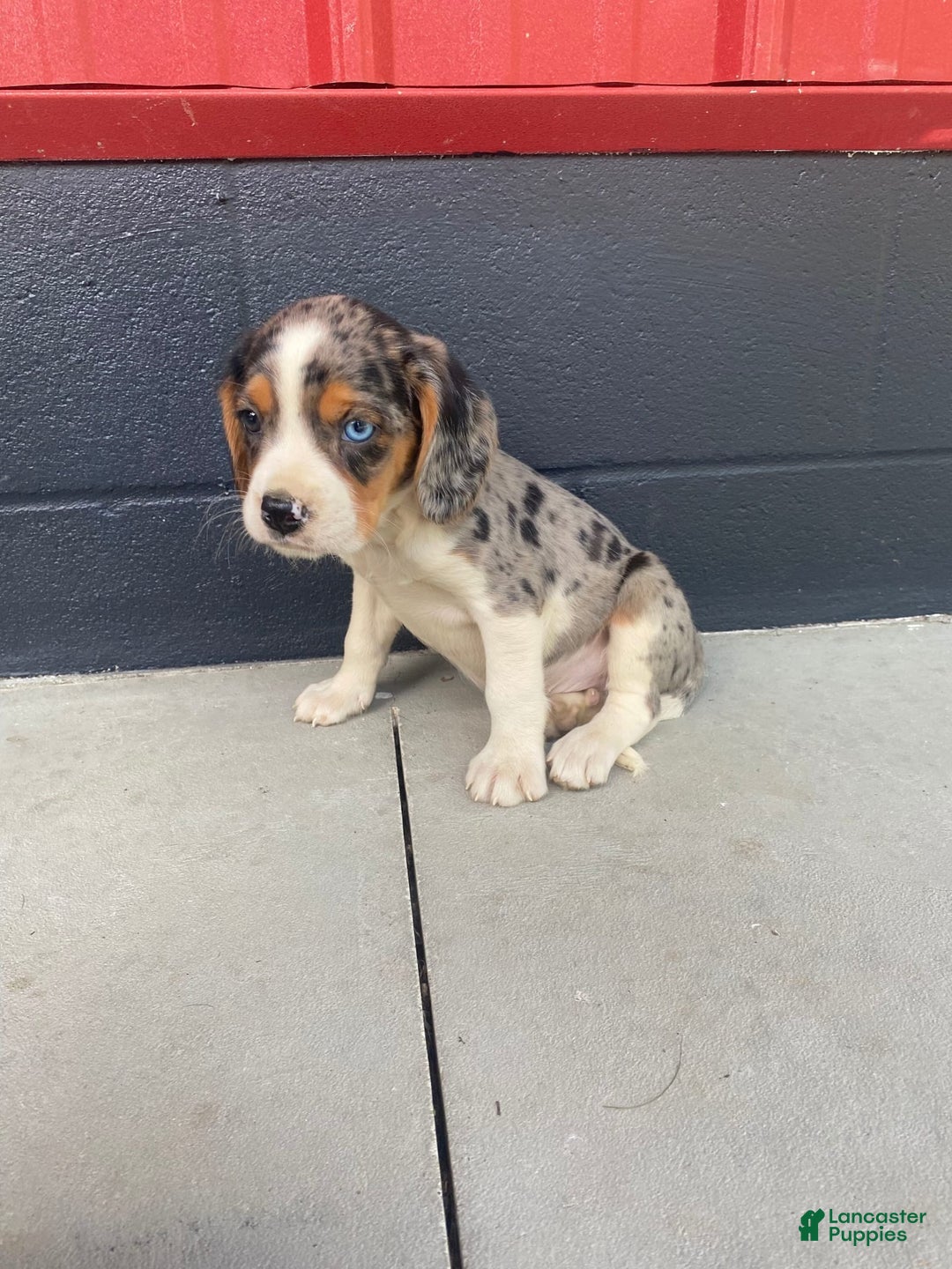 Beaglier dogs for sale: Alec - Image 3