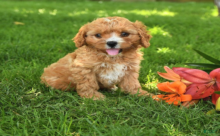 Cavapoo dogs for sale - Ad 1