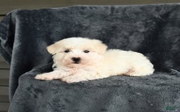 Maltese dogs for sale: Lucky - Image 4