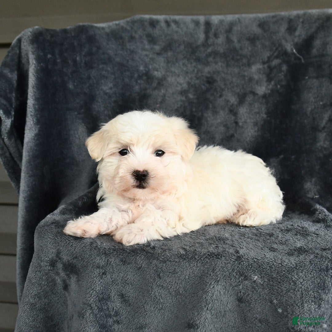 Maltese dogs for sale: Lucky - Image 4