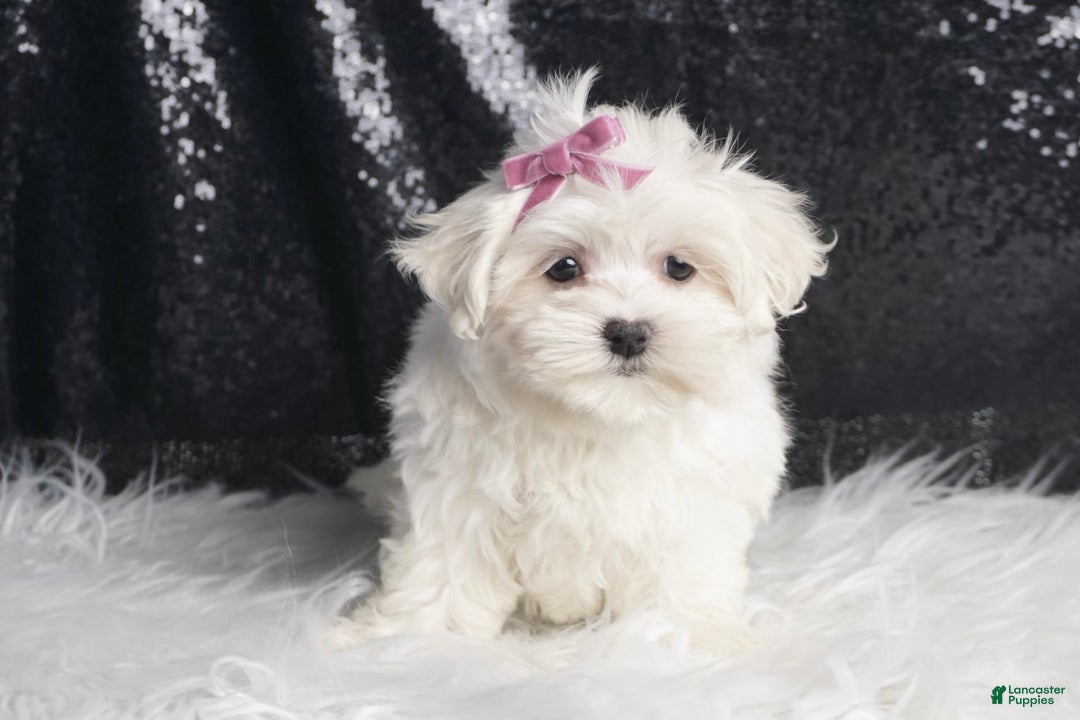 Maltese dogs for sale: Luna - Image 1