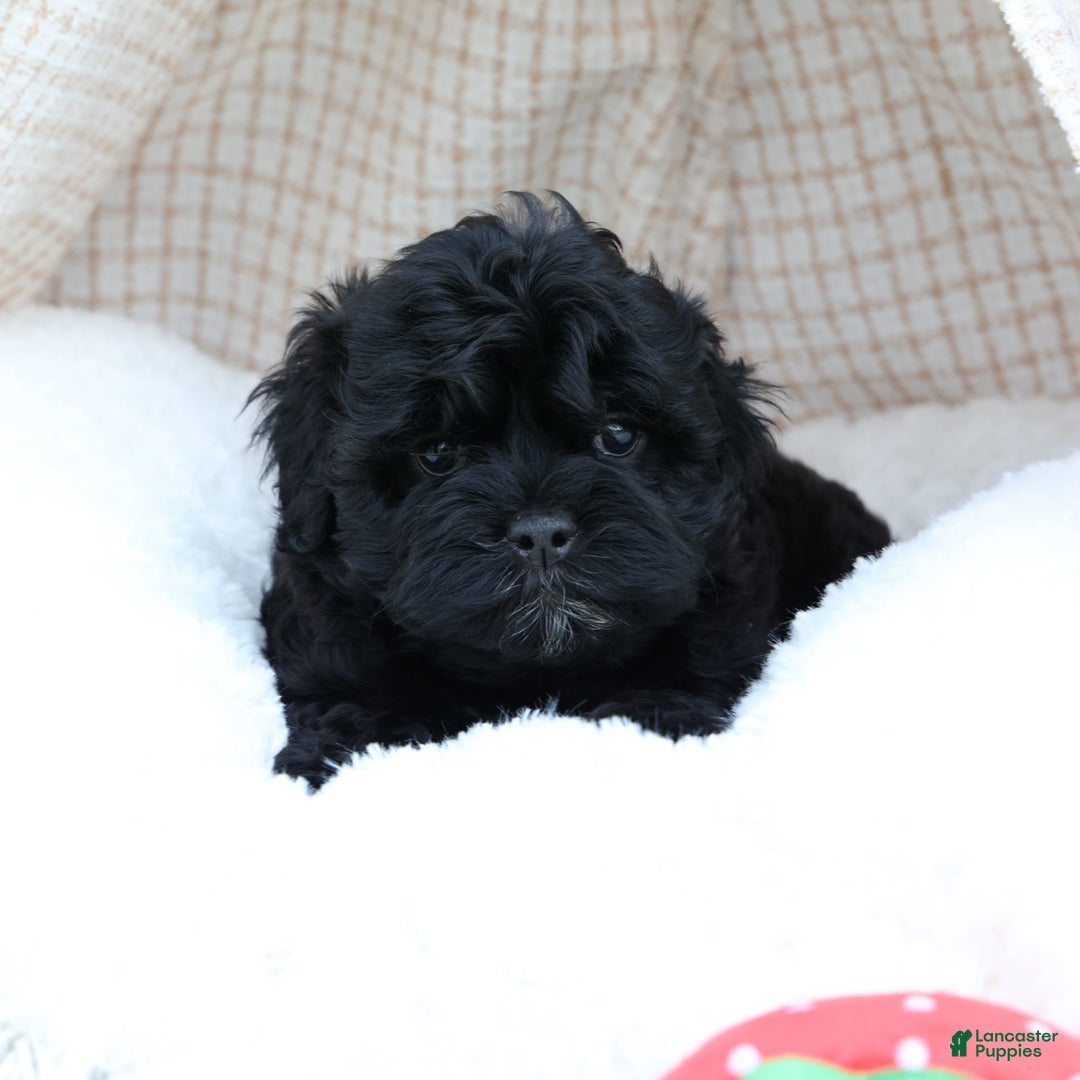 Shihpoo dogs for sale: Kia - Image 15