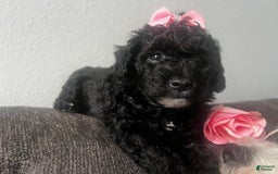 Aussiedoodle dogs for sale: Luna - Image 6