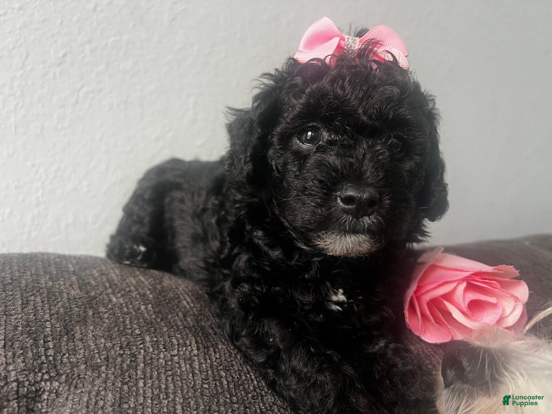 Aussiedoodle dogs for sale: Luna - Image 6