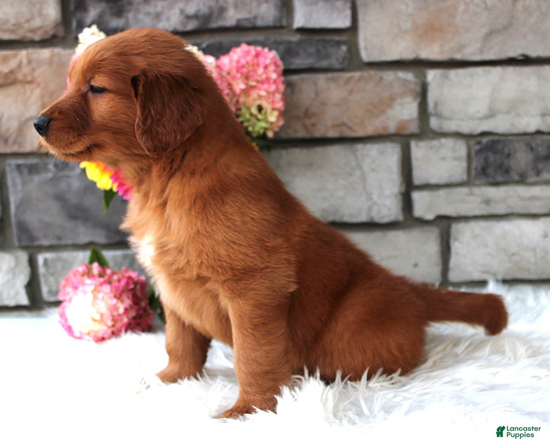 Golden Retriever dogs for sale: Chester - Image 3