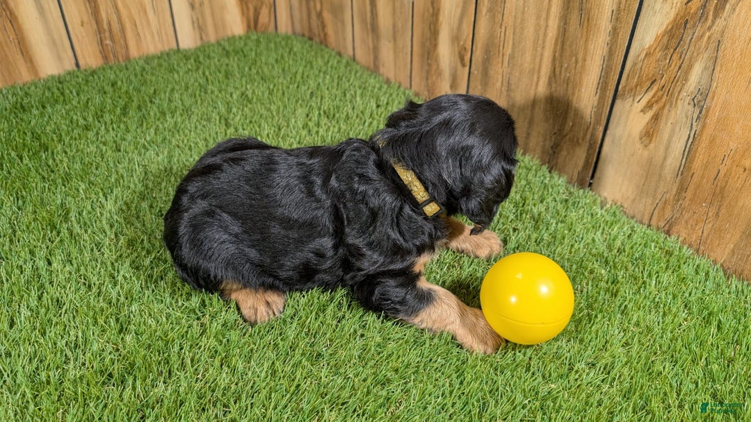 Cavalier King Charles Spaniel dogs for sale: Brin Girl 4 - Image 12